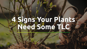 4 Signs Your Plants Need Some TLC
