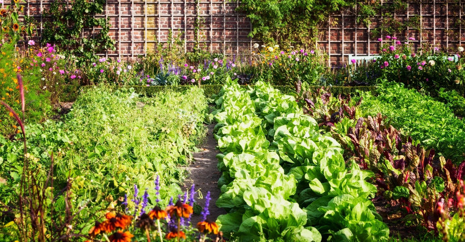 Which Fertilizer is Best For Your Plants?