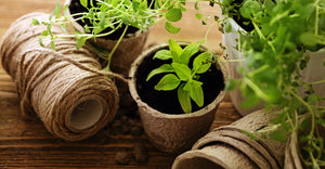 Indoor Plant Care Mistakes To Avoid