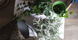 How To Fertilize Indoor Plants