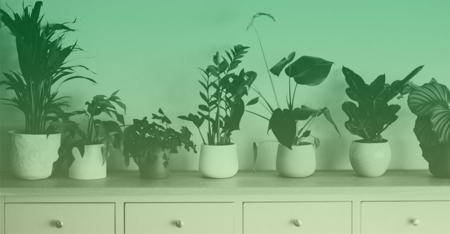 4 Tips To Revitalize Houseplants