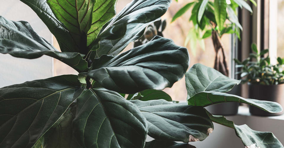 Benefits of Easy Peasy Fiddle Leaf Fig Tree Plant Food