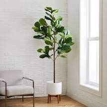 Fiddle Leaf Fig Tree Plant Food