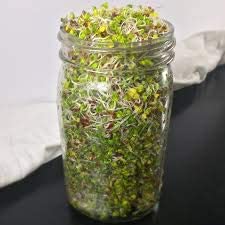Broccoli Sprouting Seeds