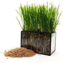 Wheatgrass Sprouting Seeds