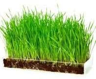 Wheatgrass Sprouting Seeds