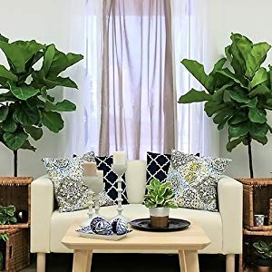 Fiddle Leaf Fig Tree Plant Food