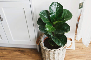 plant food for fiddle leaf fig tree Fiddle Leaf Fig Tree Plant Food