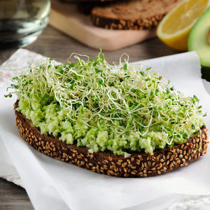 Alfalfa Sprouting Seeds