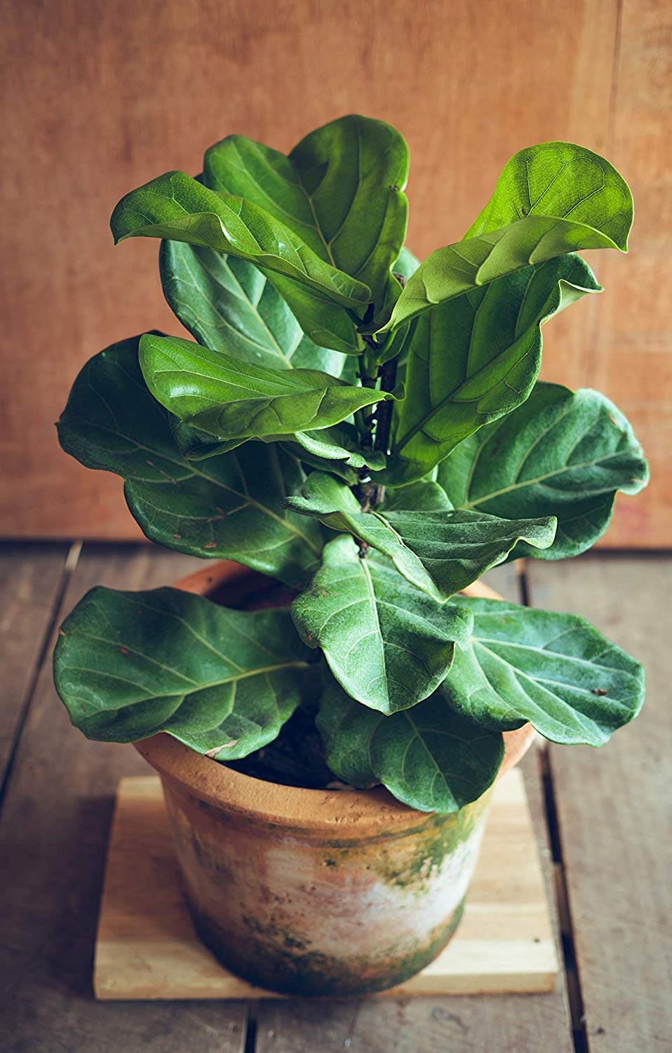 food for fiddle leaf fig Easy Peasy Fiddle Leaf Fig Plant Food 6-2-4, Fast-Acting Houseplant Fertilizer For Ficus Ly