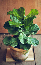Fiddle Leaf Fig Tree Plant Food