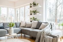 Indoor Plant Food