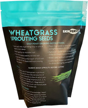 Wheatgrass Sprouting Seeds